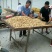 鲜花生。白沙花生带壳。湿花生！！！黑土地白沙花生