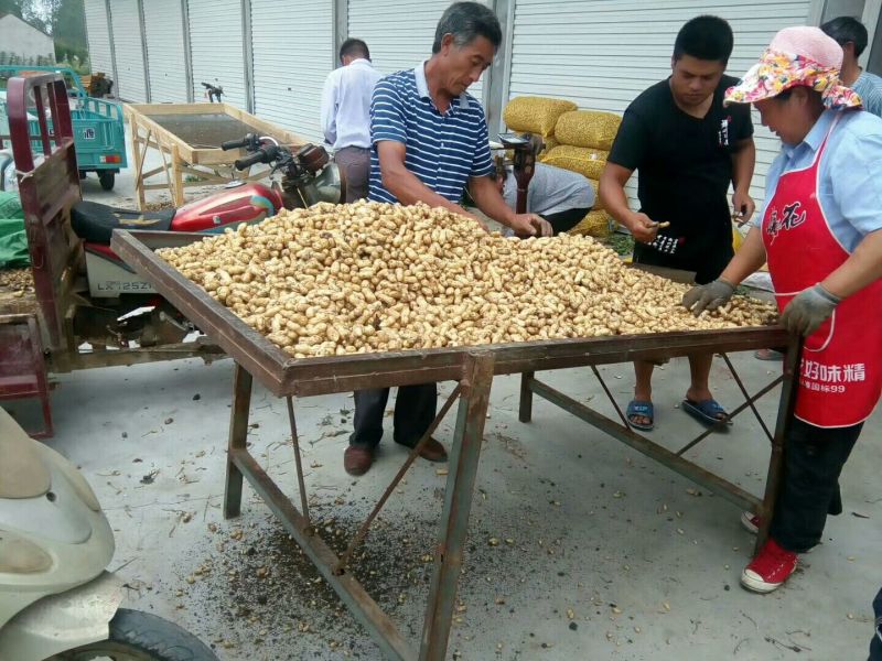 鲜花生。白沙花生带壳。湿花生！！！黑土地白沙花生