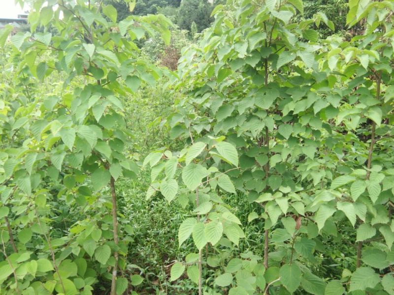 珙桐树1~1.5m