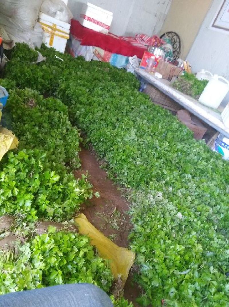可实地考察看货，芹菜苗，包质量，包成活率包服务