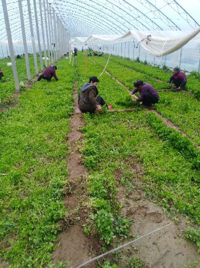 可实地考察看货，芹菜苗，包质量，包成活率包服务
