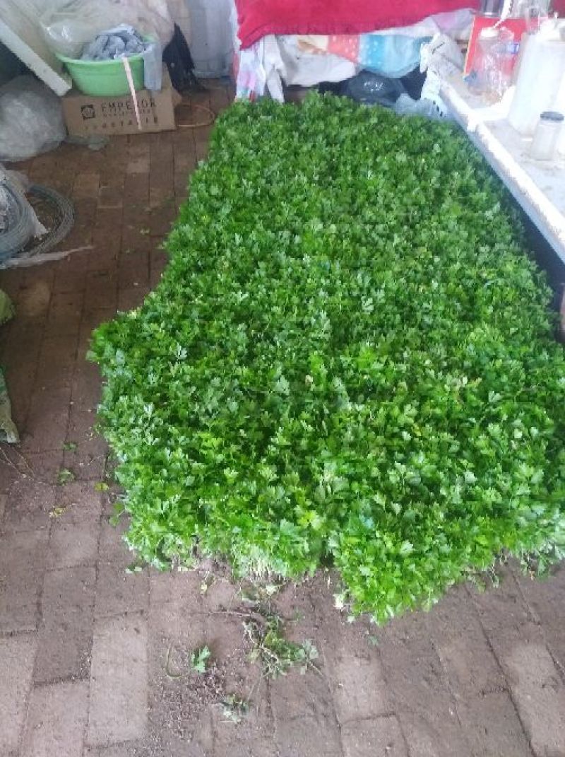 可实地考察看货，芹菜苗，包质量，包成活率包服务