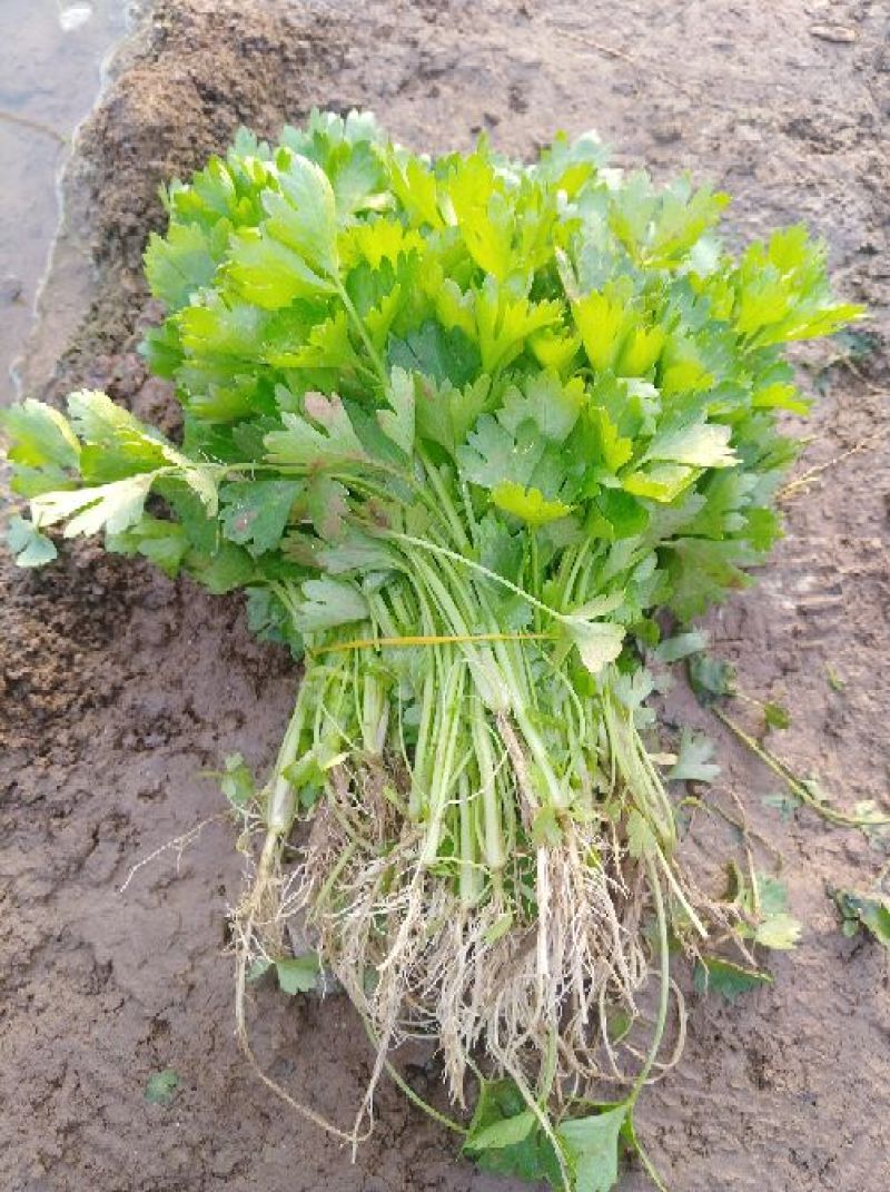 可实地考察看货，芹菜苗，包质量，包成活率包服务