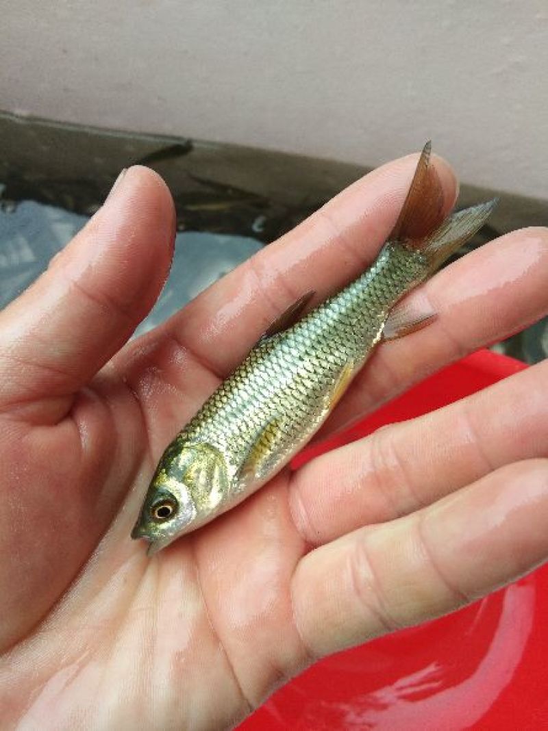 草鱼苗0.1—1斤各种规格，已注射过一次疫苗，