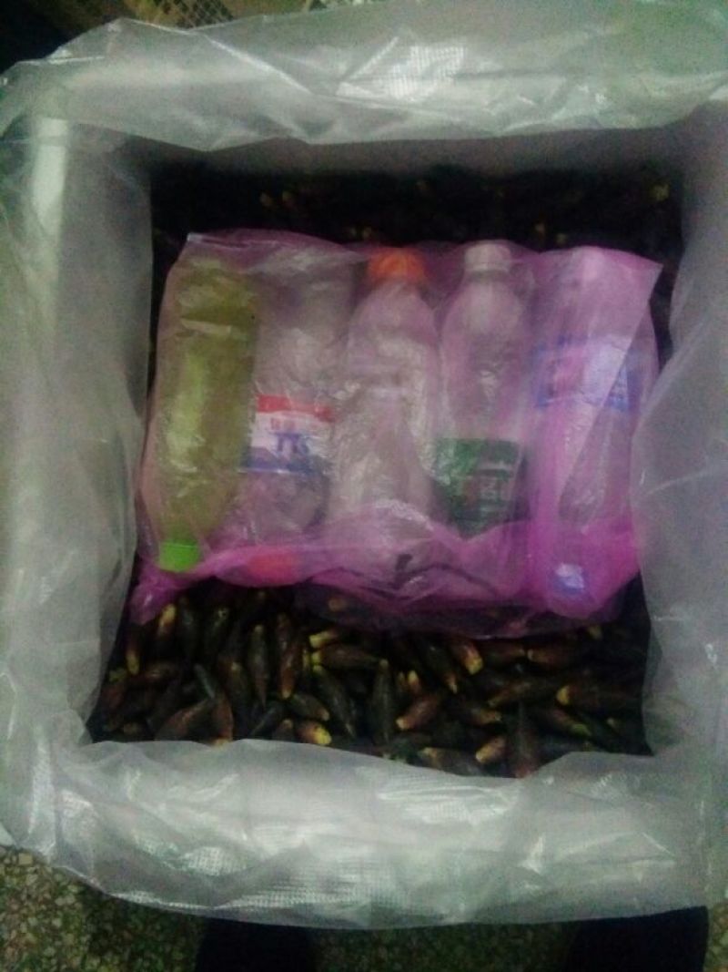 洋荷