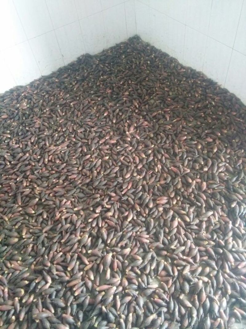 洋荷