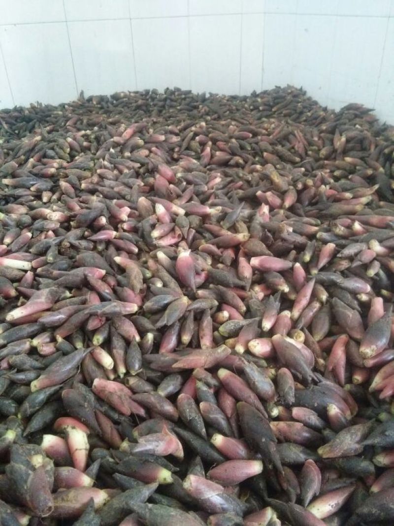 洋荷