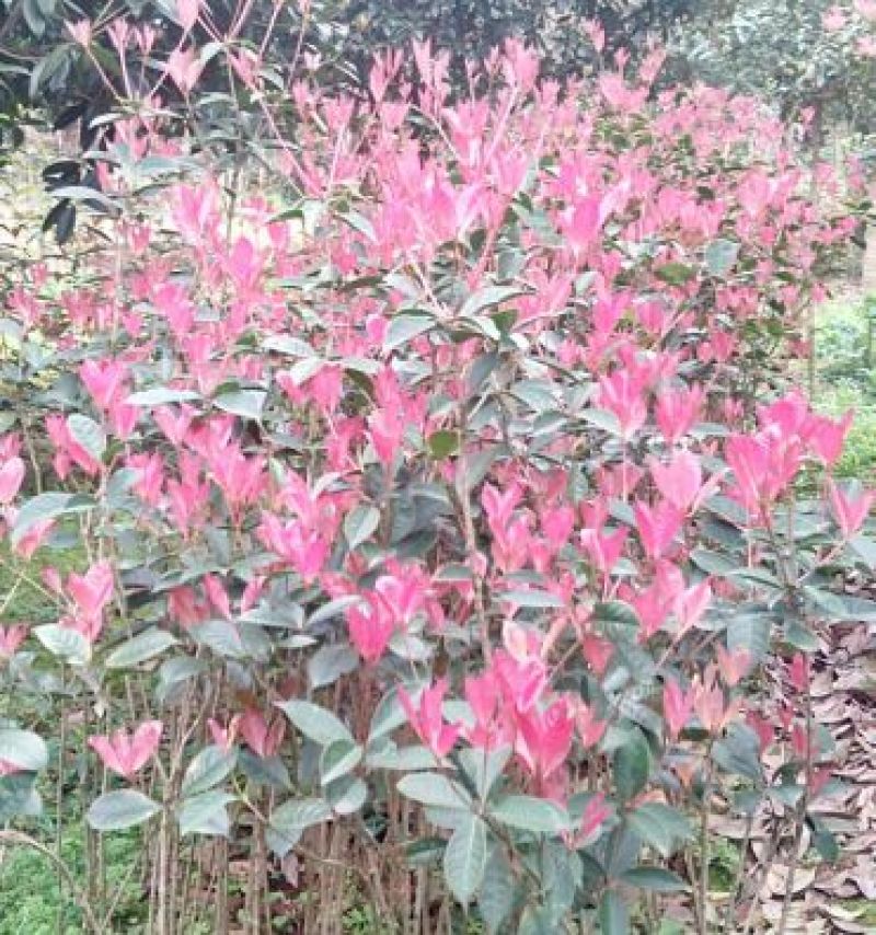 五彩桂花，珍珠彩叶桂1.5米-2米高扦插地栽苗