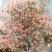 五彩桂花，珍珠彩叶桂1.5米-2米高扦插地栽苗