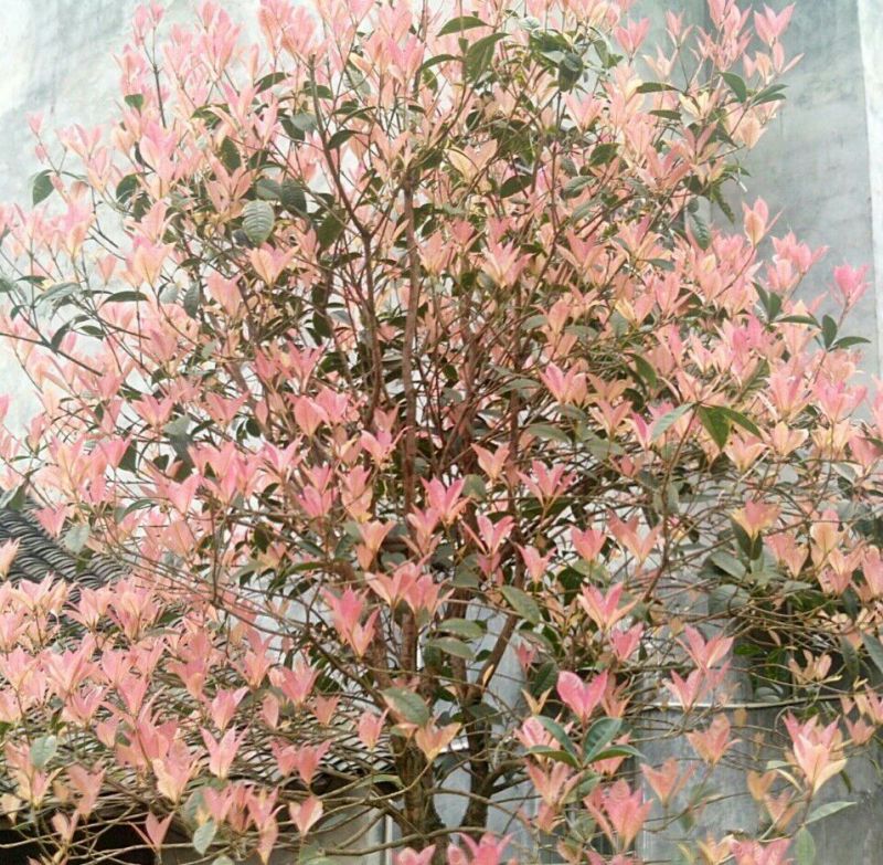 五彩桂花，珍珠彩叶桂1.5米-2米高扦插地栽苗