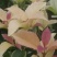 五彩桂花，珍珠彩叶桂1.5米-2米高扦插地栽苗