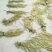 精品干豇豆货源充足，量大从优，诚招天下客户