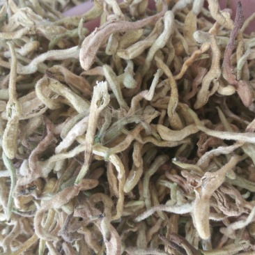 金银花货干