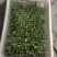 绿芦笋绿芦笋1.2以上25公分