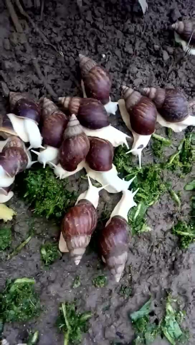 白玉蜗牛