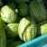 宁夏银川贺兰县洪广镇金山西瓜上市中