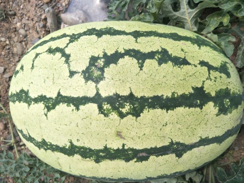 硒砂瓜