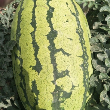 硒砂瓜