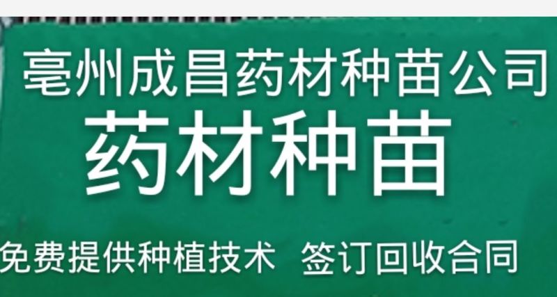 产地直销知母种子量大优惠