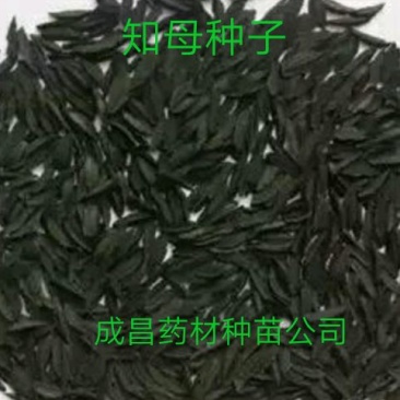 产地直销知母种子量大优惠