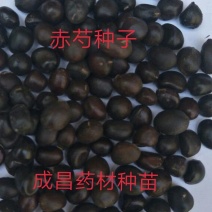 赤芍种子好管理好种植量大优惠