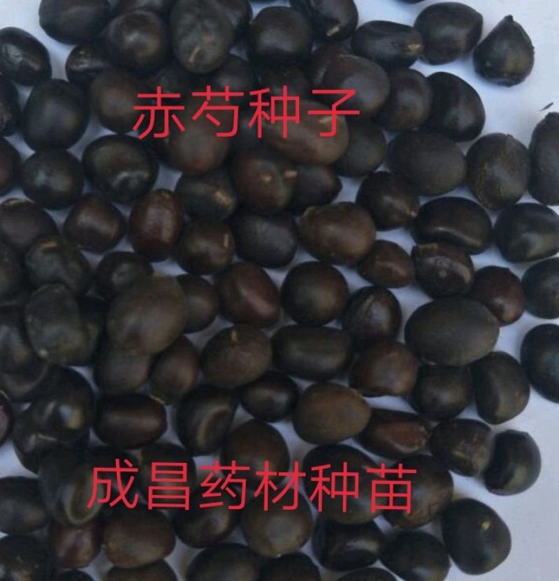 赤芍种子好管理好种植量大优惠