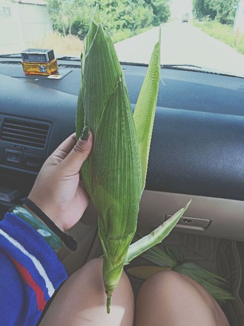 黄粘玉米，