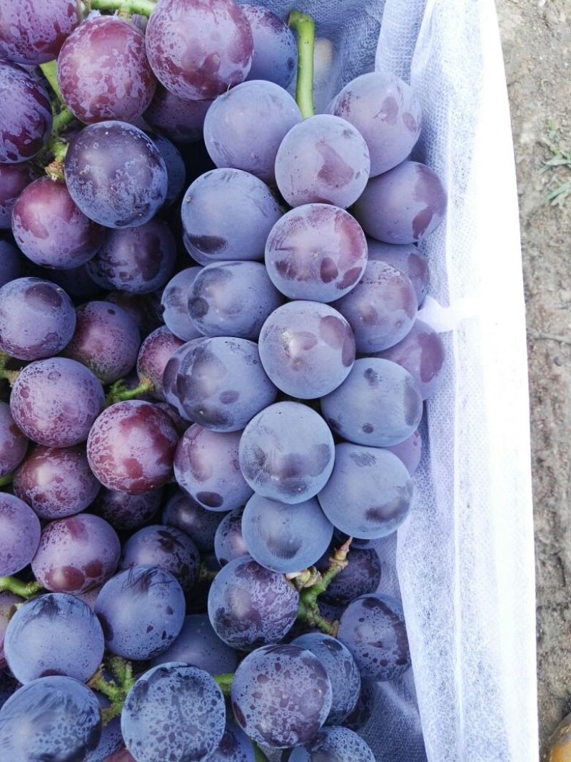 藤稔葡萄，大量上市，口感很好，欢迎客户来