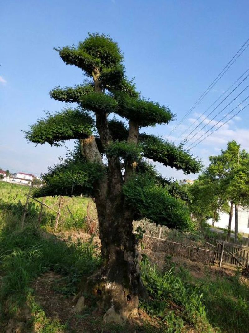 小叶女贞
