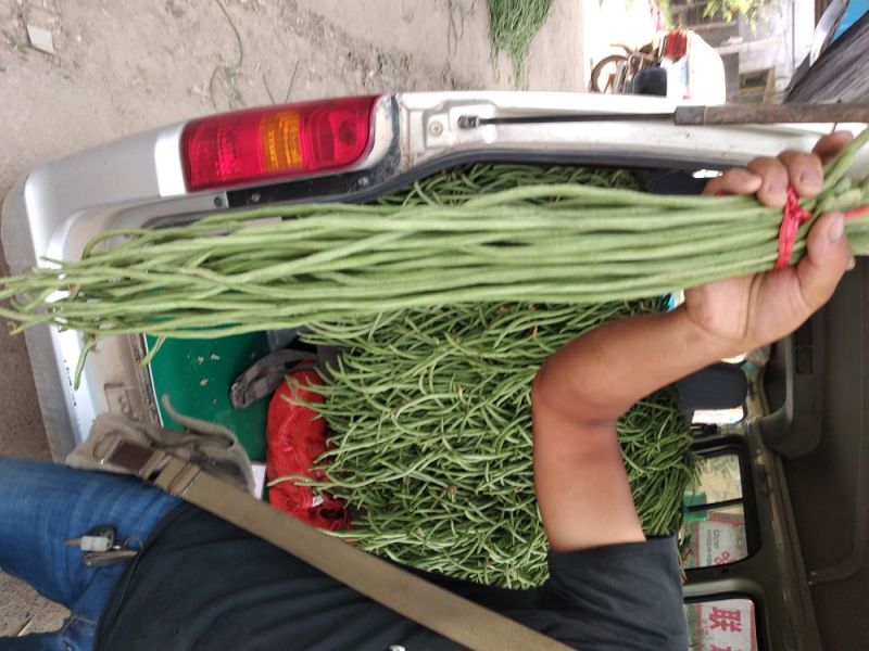 长豆角70厘米以上市场货加工厂货冷水降温！