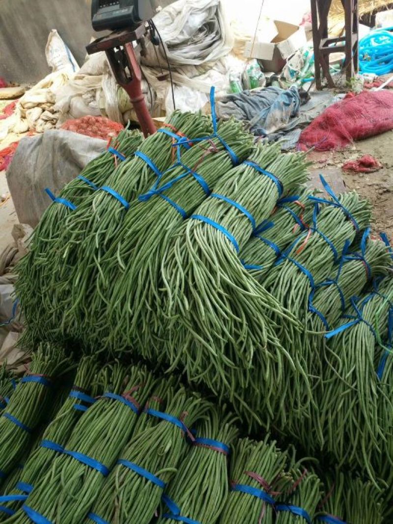 长豆角70厘米以上市场货加工厂货冷水降温！