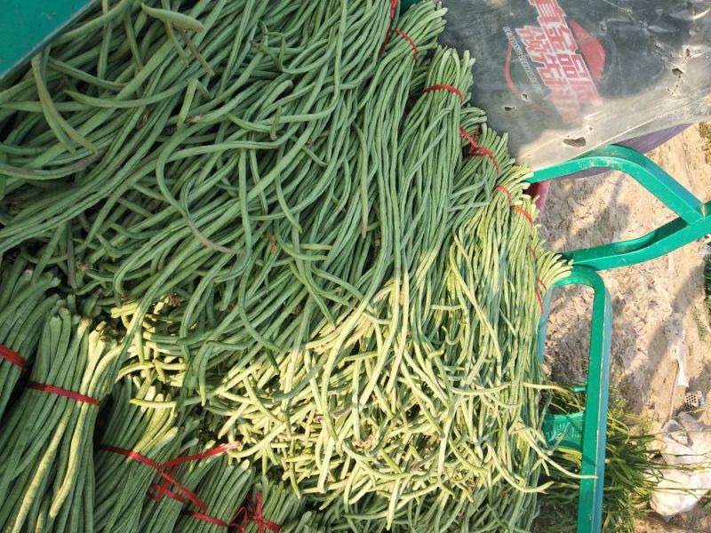 长豆角70厘米以上市场货加工厂货冷水降温！