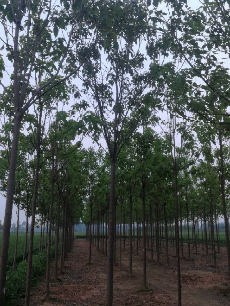 楸树