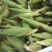 丰县范楼镇金陵花玉米大量上市，