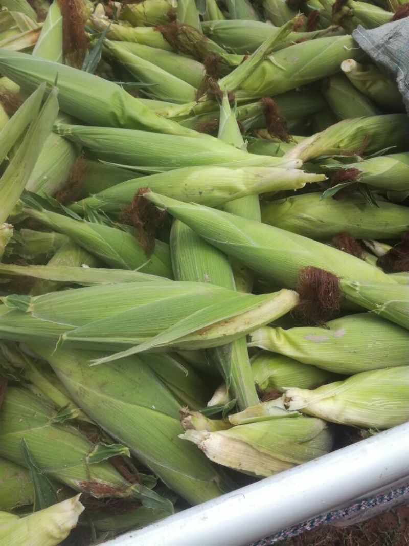 丰县范楼镇金陵花玉米大量上市，