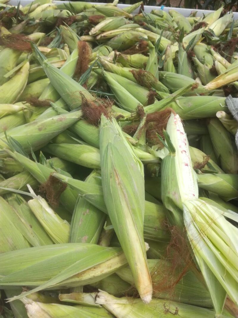 丰县范楼镇金陵花玉米大量上市，