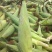 丰县范楼镇金陵花玉米大量上市，