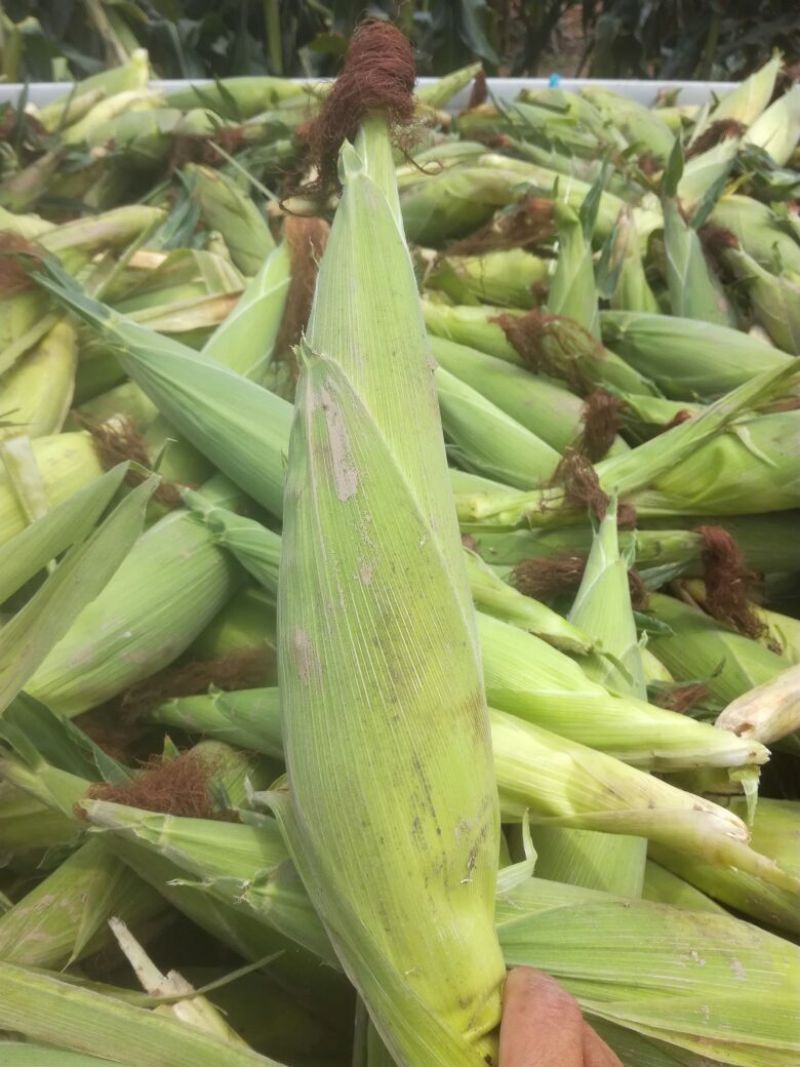 丰县范楼镇金陵花玉米大量上市，