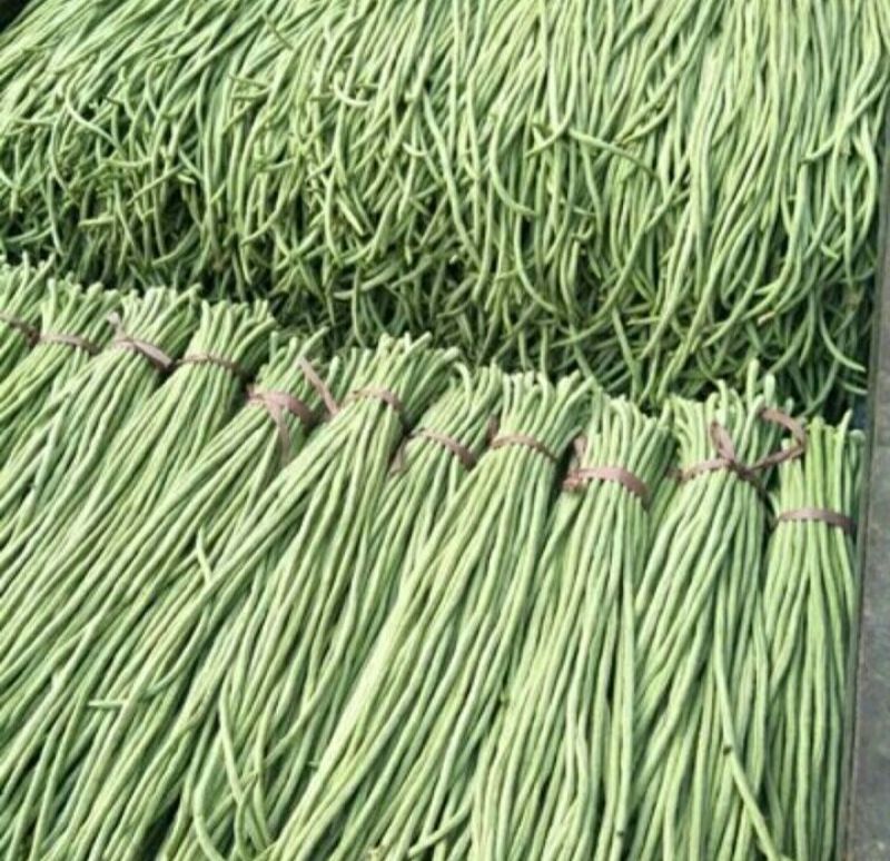 精品绿长豆角，产地直销，超市，电商，加工厂，各大市场，