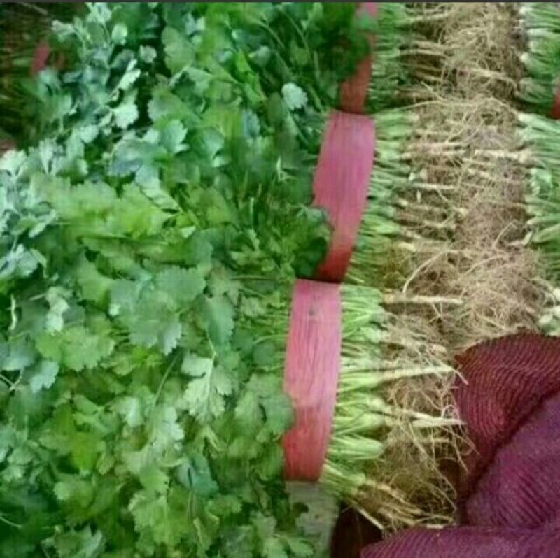 精品大叶香菜，产地直发，需要联系，20～30公分
