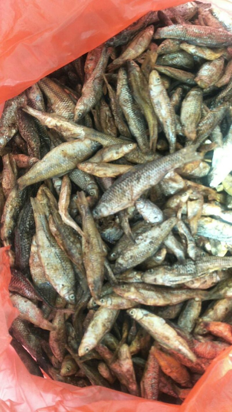刺嘴鱼干，少量有货