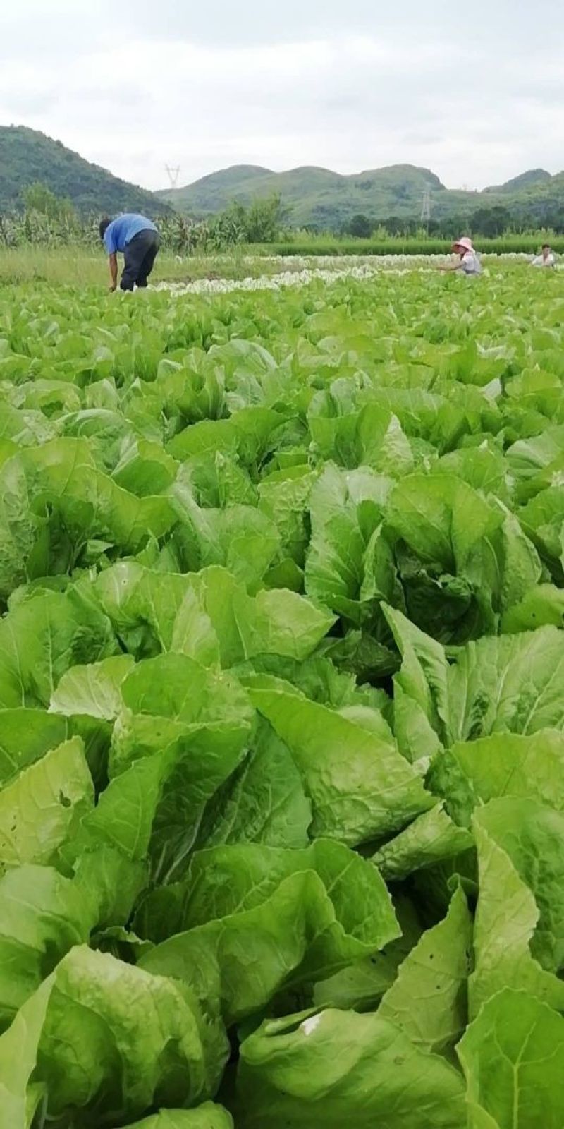 包心芥菜