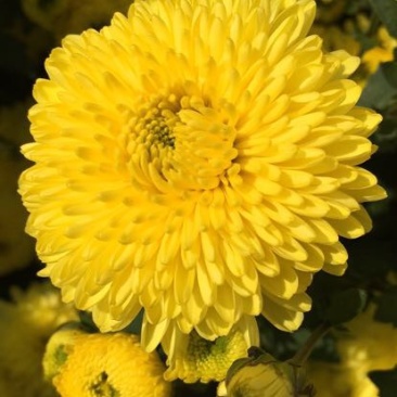 干菊花