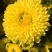 干菊花