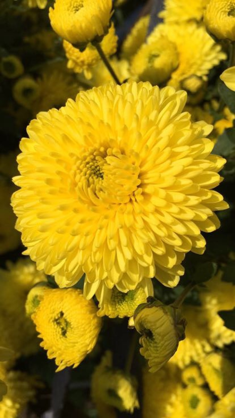 干菊花