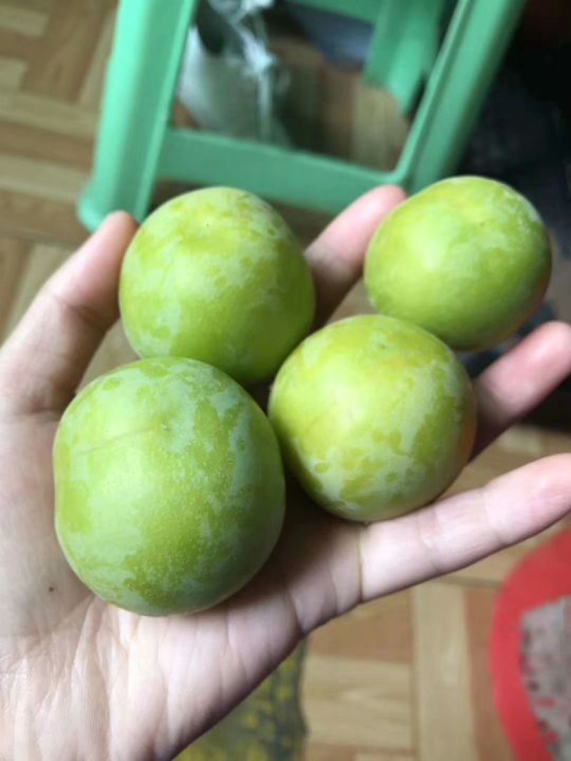 冰脆李