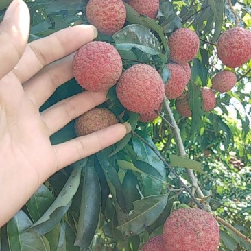 灵山荔枝