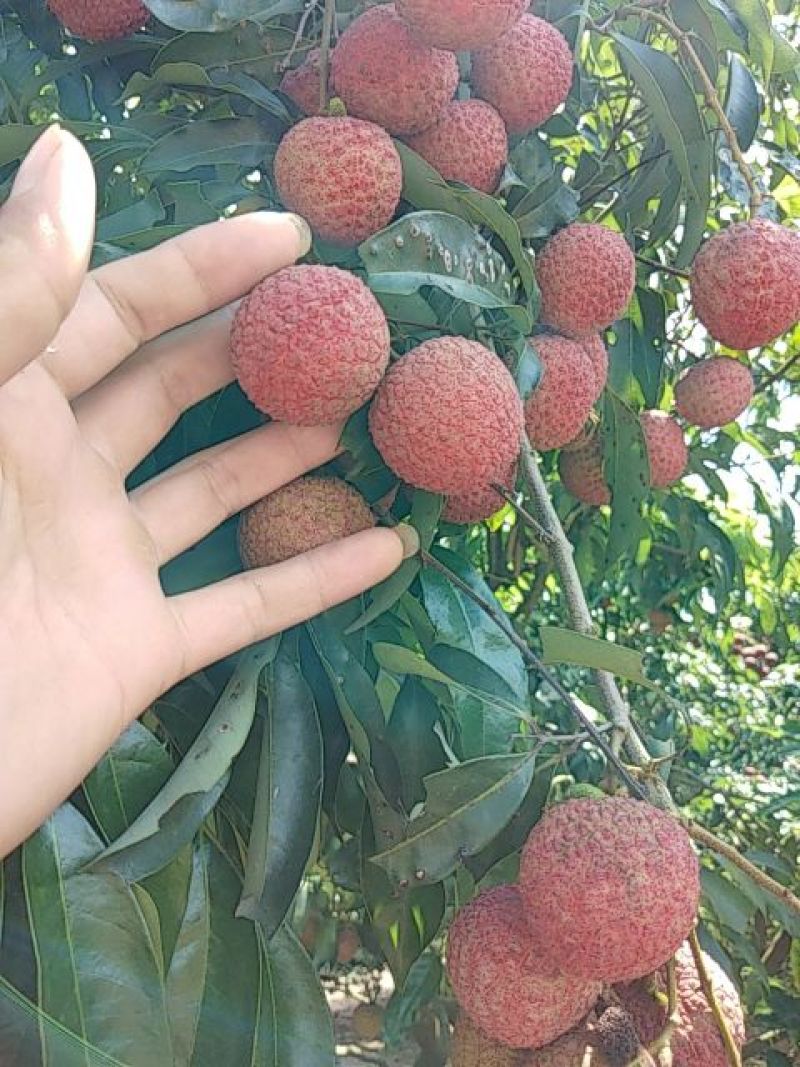 灵山荔枝