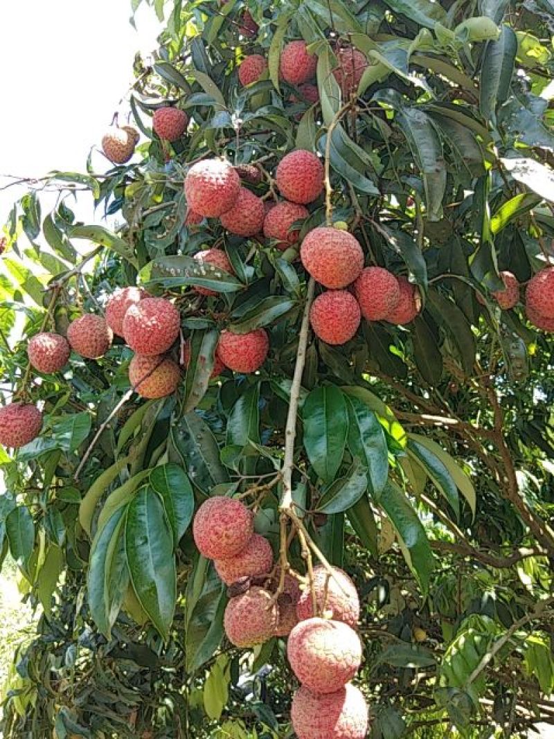 灵山荔枝