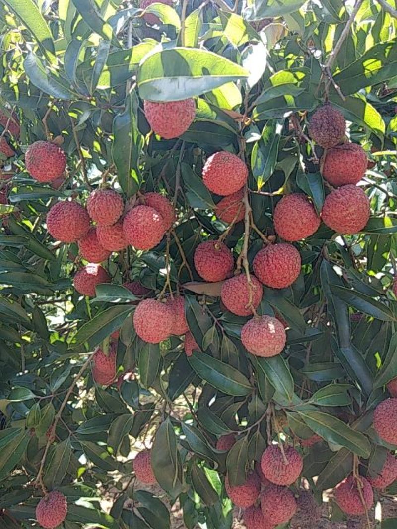 灵山荔枝